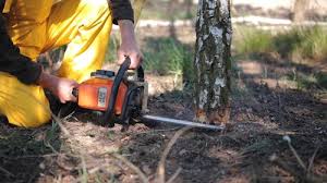 How Our Tree Care Process Works  in  Loch Lomond, VA